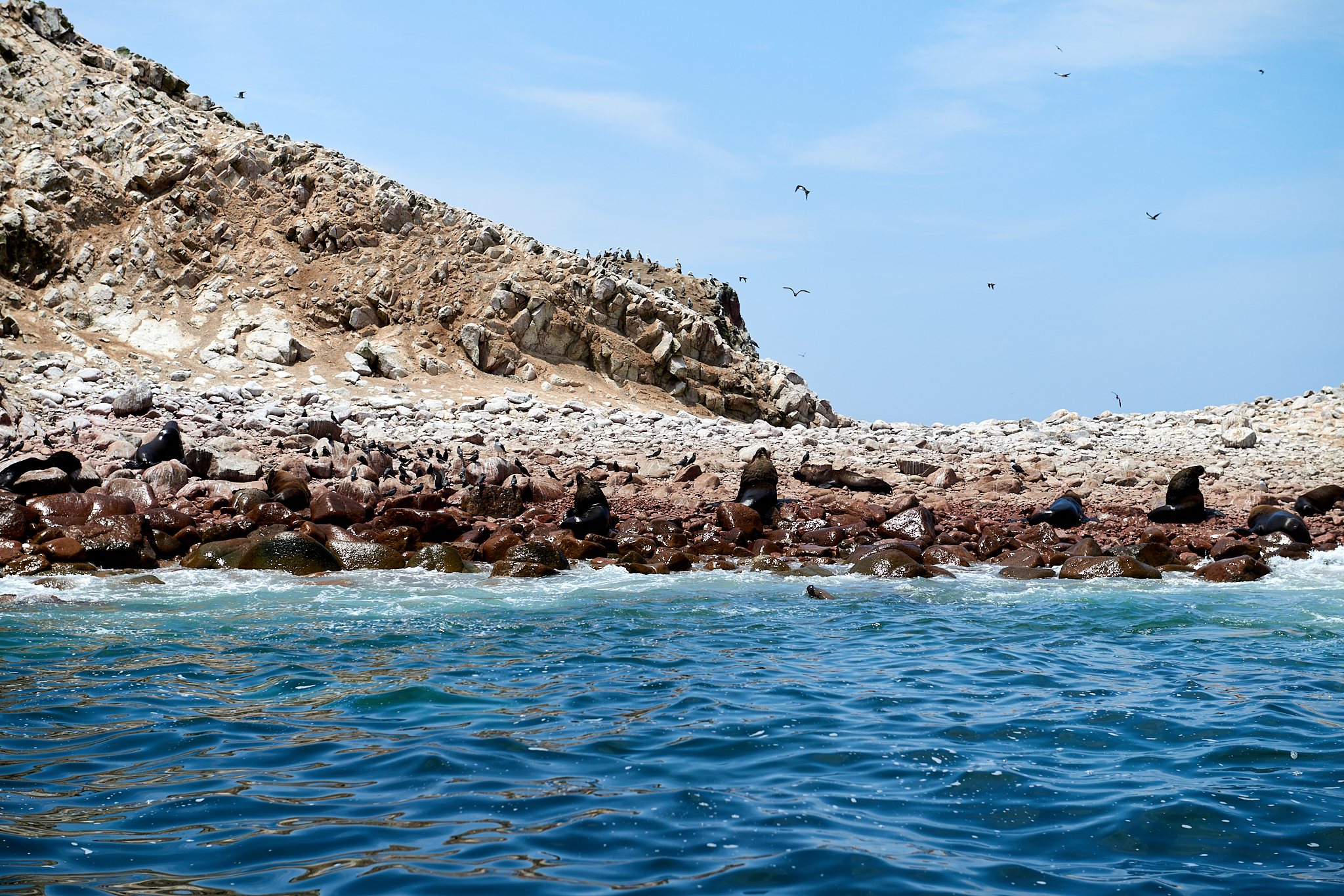 20200304 182 [페루] 바예스타섬